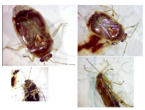 Réf. 279 258 : Deraeocoris lutescens